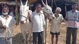 Handsome six Teeth Hallikar ox pair of Farmer Kempanna, Khajikallahalli,Kolar in Sapallamma Jhatre