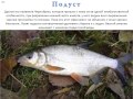 Фото и описание рыбы Подуст.