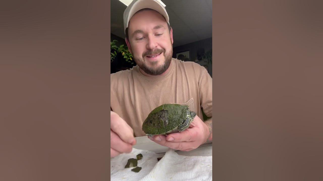 turtle-shell-peeling-asmr-shorts-youtube