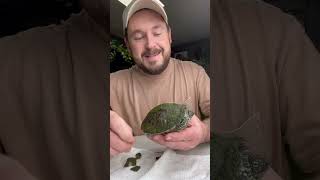 Turtle Shell Peeling Asmr