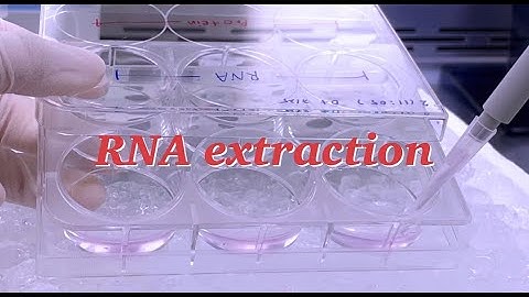 (Eng sub) RNA extraction from cell 🧬