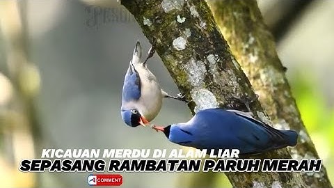 Sepasang indukan burung rambatan paruh merah di alam liar | Hunting burung di alam liar 