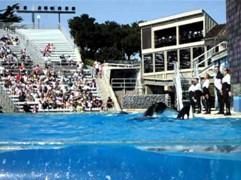 Sea World, Shamu, Totolmajac, Villa Guerrero, toto...