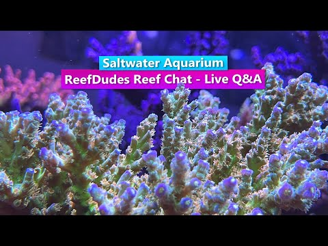 Saltwater Aquarium Reef Chat - Live Q&A