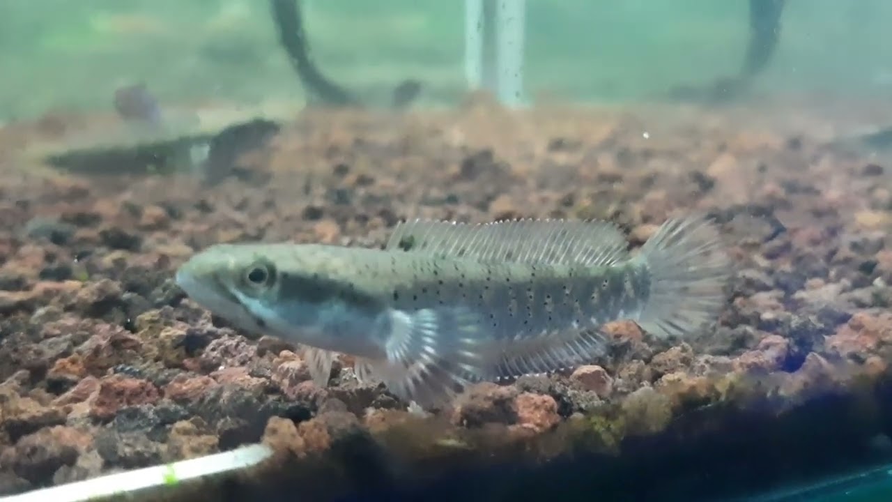 Channa Pulchra Mungil Tapi Menawan