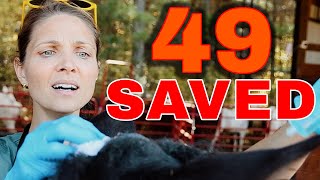 49 Saved from Slaughter  Horse Shelter Heroes S4E38