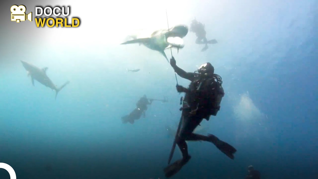 How to Approach the Most Dangerous of Its Species? | Blue Water Savages