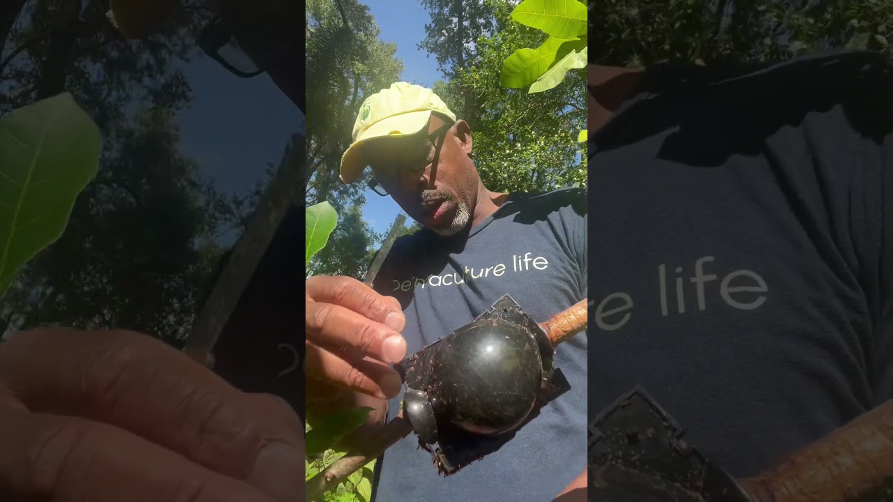 Cashew tree airlayer reveal 