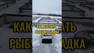 Как достать рыбу из садка зимой! #иваносетр