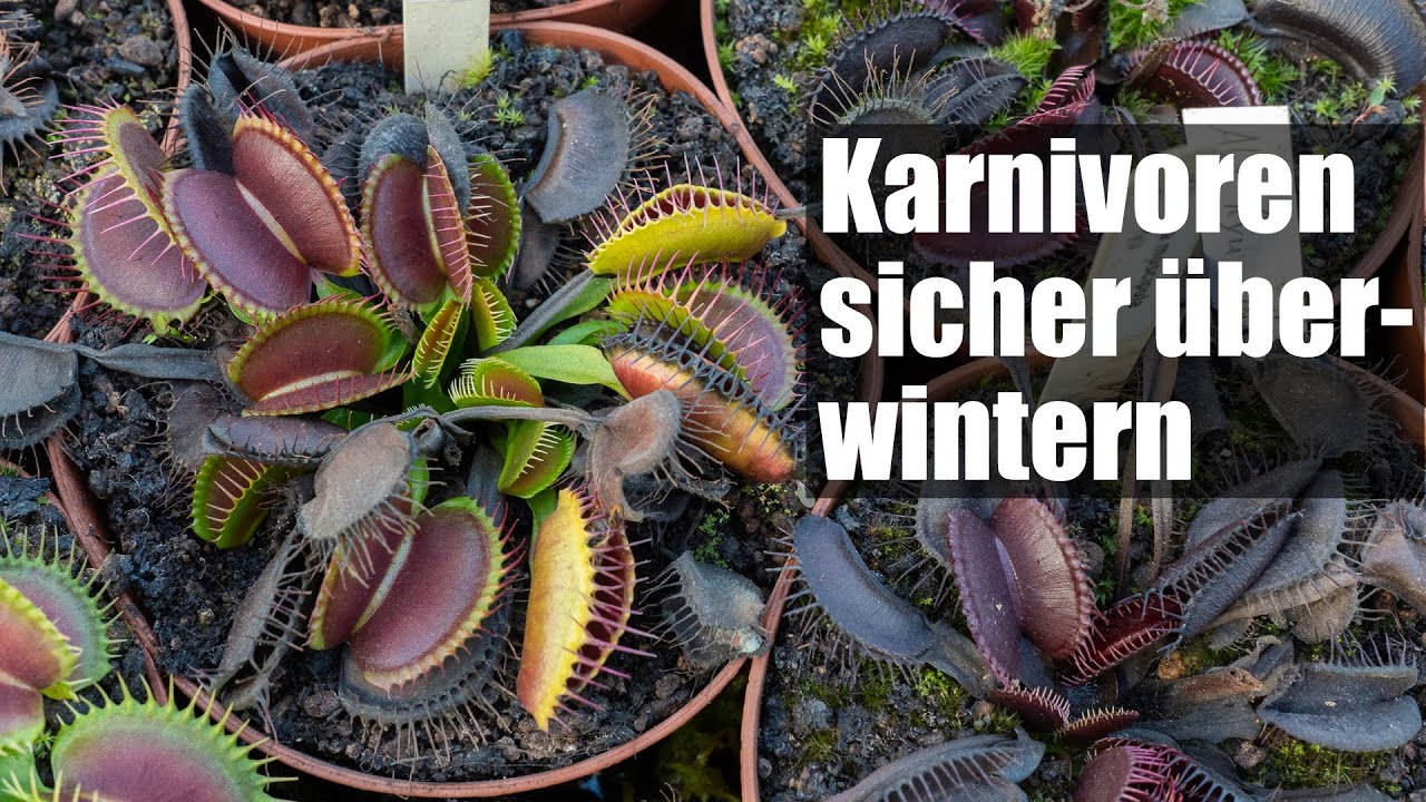 Wie Oft Muss Man Fleischfressende Pflanzen Gießen #116 Fleischfressenden Pflanzen überwintern, so funktioniert es richtig