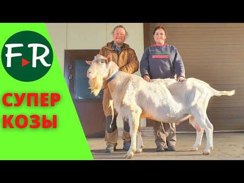 Содержание коз. Зааненские, альпийские тоггенбургские козы. Хозяйство Тверской урожай