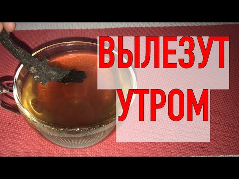 Видео: Золбин ноход шуудан зөөгчийн үдийн хоолыг хулгайлдаг