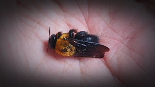 The Death Of My Friend, The Carpenter Bee 'Watermelon'