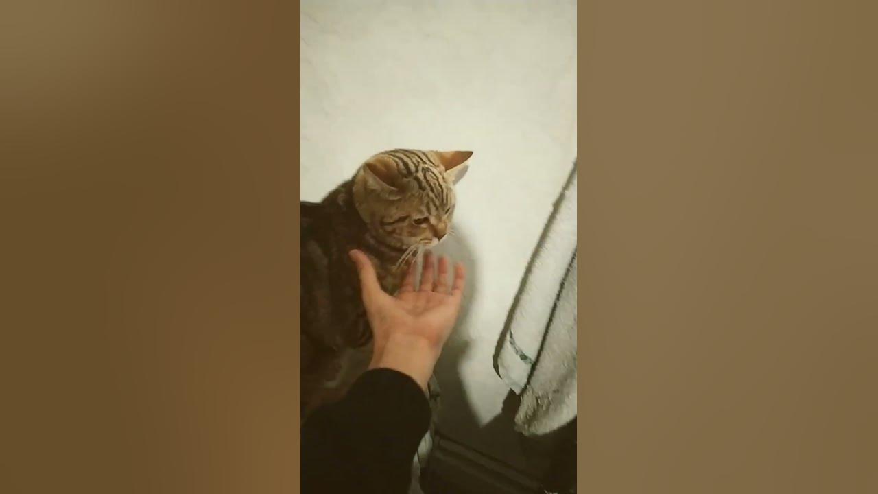 Сигма от кота - YouTube