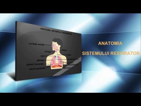 Lecția 29: Anatomia sistemului respirator