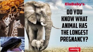 Do you know what animal has the longest pregnancy? | EforEla | Facts -  Learn with me - YouTube