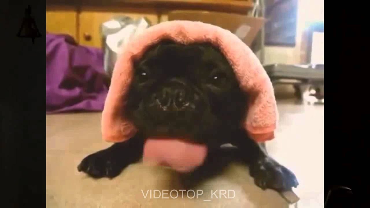 Собака вертолет)