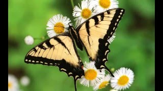 Amazing High Quality Butterfly Photos HD Amazing High Quality Butterfly Photos HD