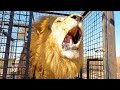 Lion Love – Will Meg and Icarus Form A New Lion Pride? | The Lion Whisperer