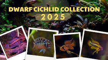 Bộ sưu tập cá phượng hoàng 2025