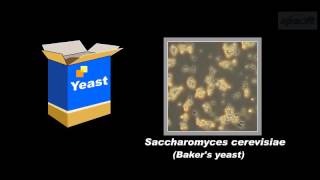 Demonstrating the feeding of yeast on sugar