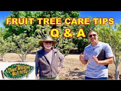 تصویری: Care Of Rumberry Tree - درباره کاربردهای درخت رامبری بیاموزید