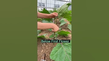 Kỹ thuật trồng cà tím loại bỏ cành bên #farmya #shorts #agriculture