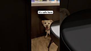 Dog Hides From Danger But Has Fomo, Lily The Protector Is A Wuss