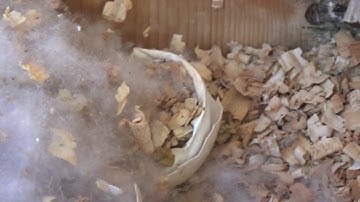 Wood Duck Boxes - Cleaning the Boxes for Spring - A Little Bit of Everything