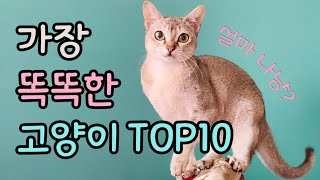 세계에서 가장 똑똑한 고양이 TOP10  | 고양이 랭킹 | 고양이 순위 | top 10 cat breeds in the world | top10 cat breeds