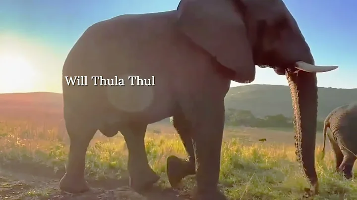 New book release, THE ELEPHANTS OF THULA THULA by ...