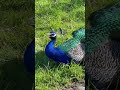 Peacock nice voice