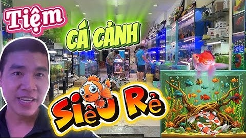 Khám phá Tiệm Cá Cảnh Đẹp Nhất Sài Gòn | Hàng Ngàn Loài Cá Độc Lạ – Giá Rẻ Bất Ngờ, Review Cá Cảnh