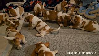 7 week old Basset Hound puppies