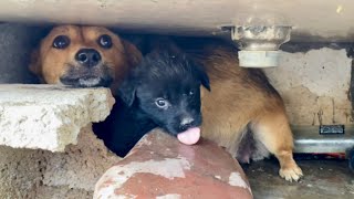 A Pitiful Stray Dog Sneaks into My Home with Its Puppies Seeking Shelter.