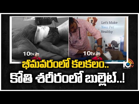 భీమవరం‎లో కలకలం.. కోతి శరీరంలో బుల్లెట్..! | Bullet in a Monkey's Body | Bhimavaram | 10TV