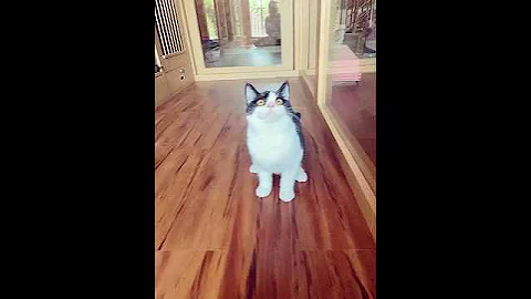 Video 2422971: cat britishshorthair kucing kitten, cat kitten britishshorthair kitty, britishshorthair cat cute kucing, kitten kucing british, british black kitten, female british, bicolor british