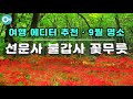 [9월 추천여행지] 꽃 중의 꽃 꽃무릇이 만개하는 선운사와 불갑사 가을 꽃 여행