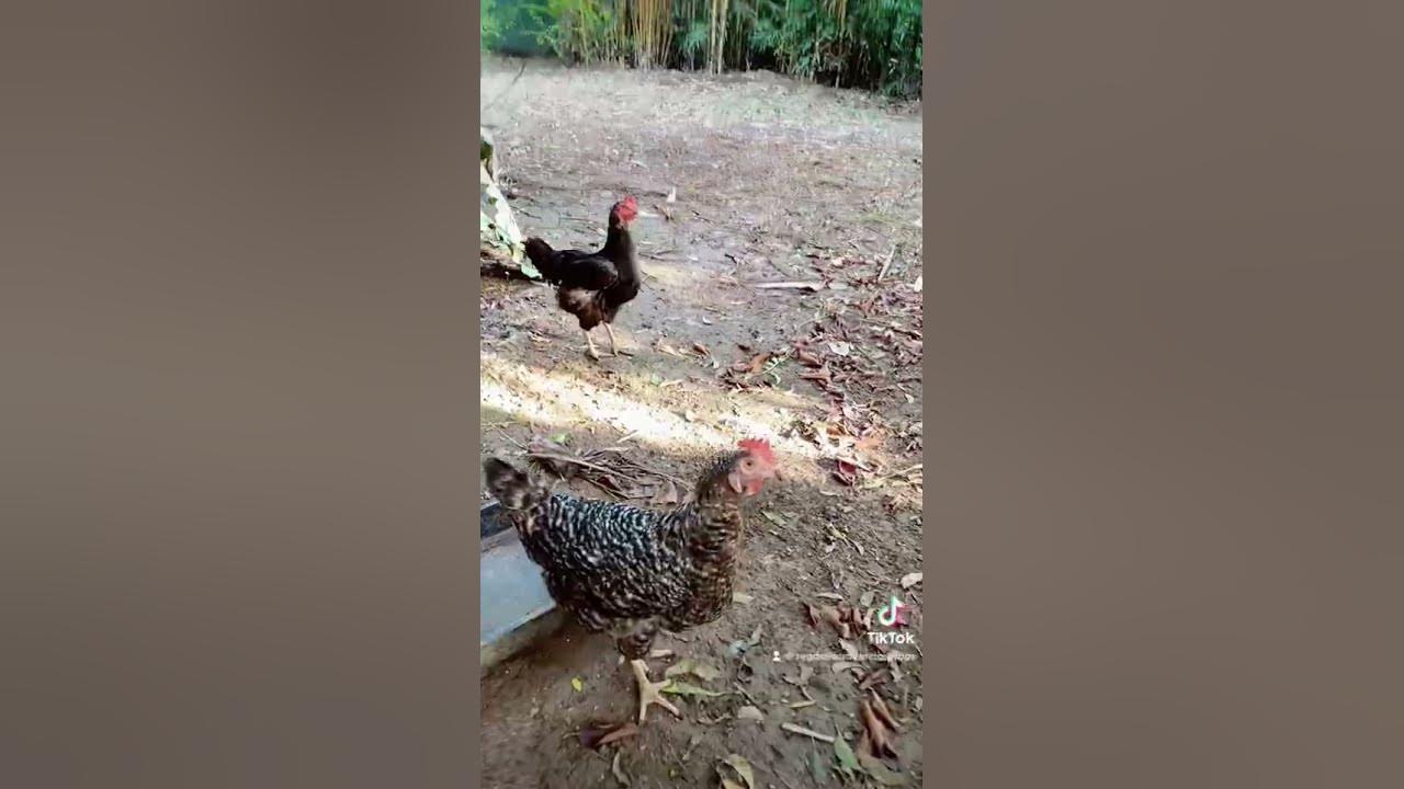 what-do-vegans-feed-their-cats-and-dogs-chicken-veganfood