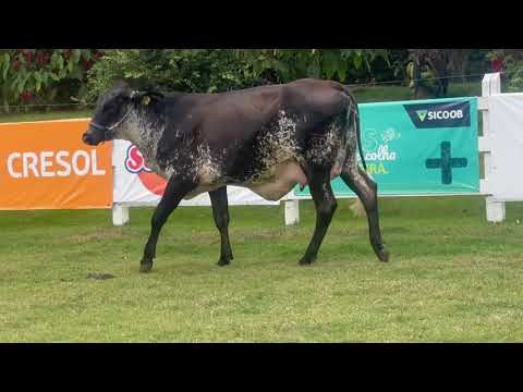 LOTE 50   FAZENDA SÃO DOMINGOS   754