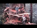 Amazing Dangerous Skills Fastest Big Tree Felling - Biggest Chainsaw Felling Tree Skill