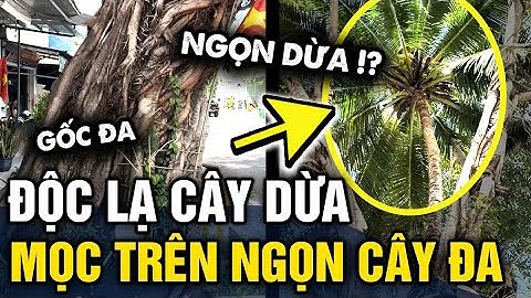 Độc lạ CÂY DỪA nhưng lại mọc TRÊN NGỌN CÂY ĐA khiến nhiều người KINH NGẠC | Tin 3 Phút