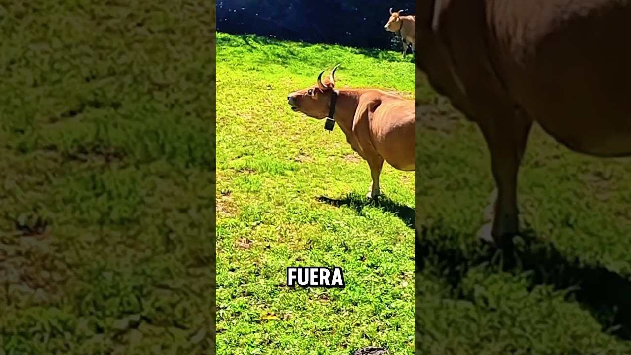 Viajamos al occidente de cantabria para hablados de la vaca tudanca;
