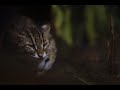 The Last Wildcat of Singapore の動画、YouTube動画。
