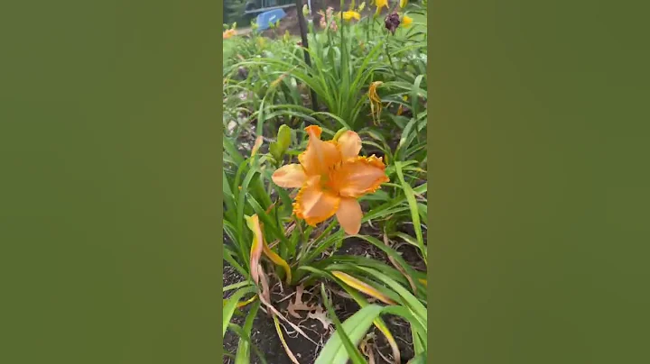 Daylily Richard Garren