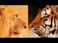 Lion VS Tiger