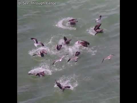 A flock of stealing seagulls. Seagulls stalking pelicans to steal their catch.
