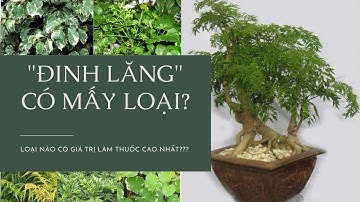 Phân biệt các loại đinh lăng, loại nào có giá trị làm thuốc cao nhất I Bác sĩ Lê Đạt