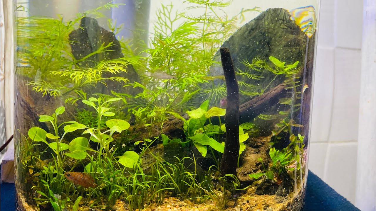 Planted Jar aquarium without filter YouTube