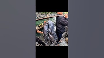 câu cá suối #shorts